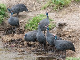 Western_Corridor2009-108